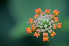 Bloemen&planten