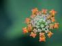 Bloemen&planten