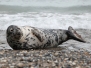 Helgoland