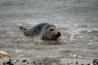 Zeehond-in-branding-1-klein