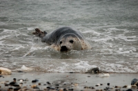 Zeehond-in-branding-klein