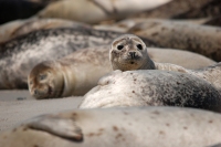 Zeehonden-op-Helgolandklein