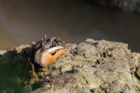 Kreeftachtigen