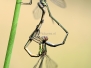 Macro&closeup