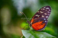 Heliconiushecale