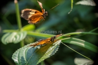 vlinders (Medium)