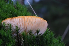 Paddenstoelen