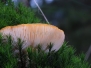 Paddenstoelen