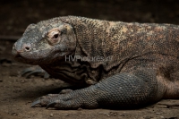 komodovaraan (Medium)