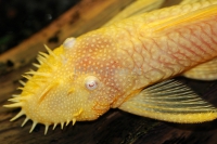 Hypostomus_species_klein