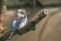 kookaburra (Medium)