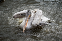 kroeskop pelikaan (Medium)