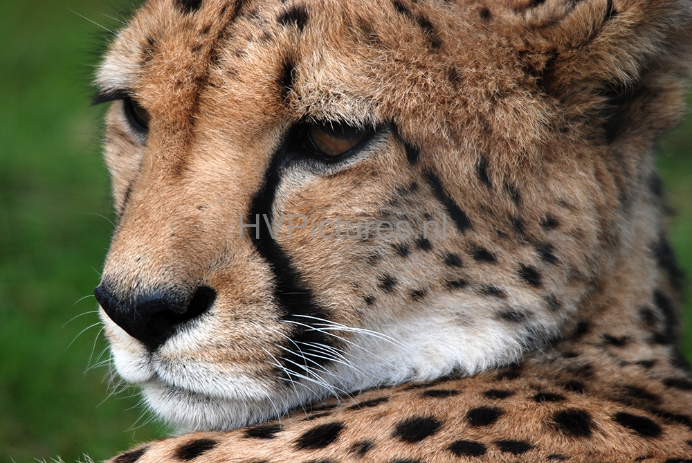 Cheetah_klein
