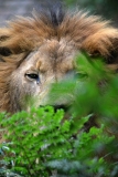Zoogdieren