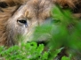 Zoogdieren