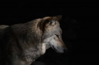wolf
